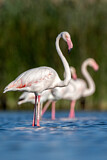 Image. Greater Flamingo
