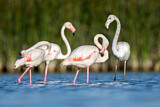 Image. Greater Flamingo