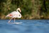 Image. Greater Flamingo