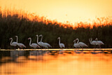 Image. Greater Flamingo