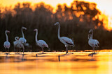 Image. Greater Flamingo