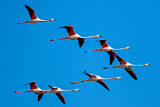 Image. Greater Flamingo