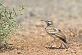 Image. Greater Hoopoe-Lark