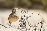 Image. Greater Hoopoe-Lark