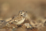 Image. Greater Hoopoe-Lark