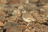 Image. Greater Hoopoe-Lark