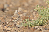 Image. Greater Hoopoe-Lark