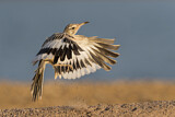 Image. Greater Hoopoe-Lark