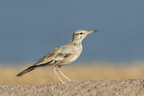 Image. Greater Hoopoe-Lark