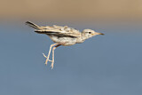 Image. Greater Hoopoe-Lark