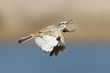 Image. Greater Hoopoe-Lark