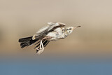 Image. Greater Hoopoe-Lark