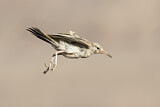 Image. Greater Hoopoe-Lark