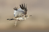 Image. Greater Hoopoe-Lark