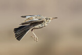 Image. Greater Hoopoe-Lark