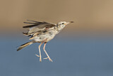 Image. Greater Hoopoe-Lark