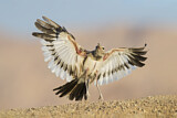 Image. Greater Hoopoe-Lark