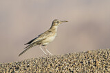 Image. Greater Hoopoe-Lark
