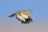 Image. Greater Hoopoe-Lark