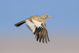 Image. Greater Hoopoe-Lark