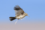 Image. Greater Hoopoe-Lark