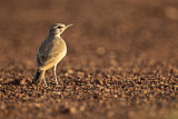 Image. Greater Hoopoe-Lark