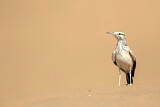 Image. Greater Hoopoe-Lark