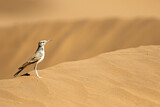 Image. Greater Hoopoe-Lark