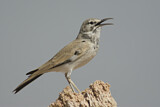 Image. Greater Hoopoe-Lark