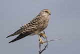 Image. Greater Kestrel