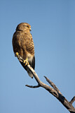 Image. Greater Kestrel
