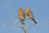 Image. Greater Kestrel