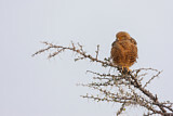 Image. Greater Kestrel
