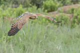 Image. Greater Kestrel