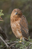 Image. Greater Kestrel