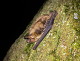 Image. Greater Mouse-eared Bat