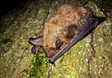 Image. Greater Mouse-eared Bat