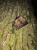 Image. Greater Mouse-eared Bat