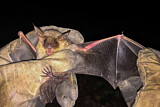 Image. Greater Mouse-eared Bat