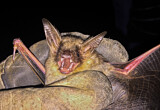 Image. Greater Mouse-eared Bat