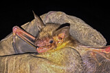 Image. Greater Mouse-eared Bat