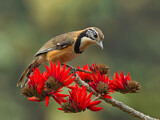 Image. Greater Necklaced Laughingthrush
