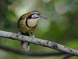 Image. Greater Necklaced Laughingthrush