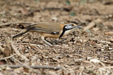 Image. Greater Necklaced Laughingthrush