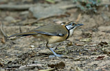 Image. Greater Necklaced Laughingthrush