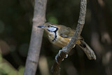 Image. Greater Necklaced Laughingthrush