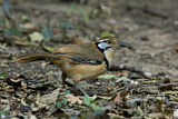 Image. Greater Necklaced Laughingthrush