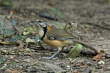 Image. Greater Necklaced Laughingthrush