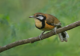 Image. Greater Necklaced Laughingthrush