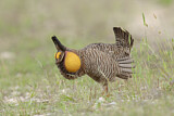 Image. Greater Prairie Chicken